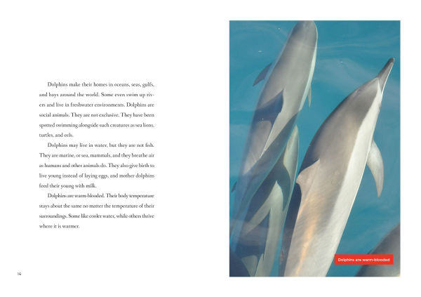 Dolphins