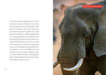 Alternative view 2 of Elephants