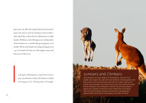 Alternative view 2 of Kangaroos