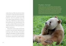 Alternative view 2 of Pandas