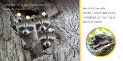 Alternative view 2 of Baby Raccoons