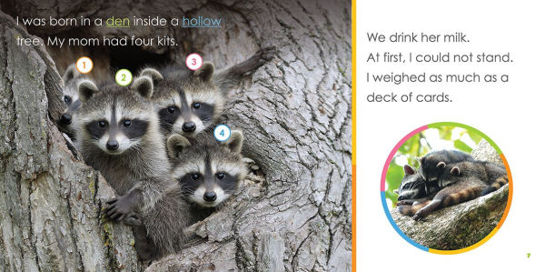Baby Raccoons