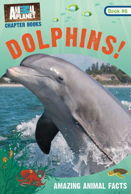 Featured image of post Dolphins Animal Pictures