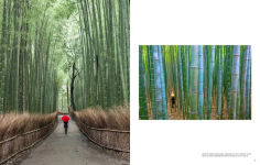 Alternative view 11 of Trees: Between Earth and Heaven