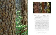 Alternative view 17 of Trees: Between Earth and Heaven
