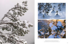 Alternative view 18 of Trees: Between Earth and Heaven