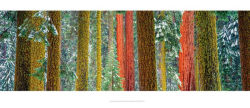 Alternative view 19 of Trees: Between Earth and Heaven