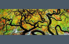 Alternative view 20 of Trees: Between Earth and Heaven