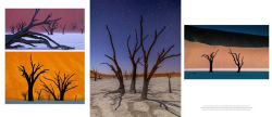 Alternative view 21 of Trees: Between Earth and Heaven