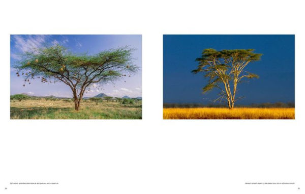 Trees: Between Earth and Heaven