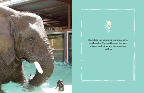 Bubbles: An Elephant's Story