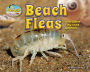 Beach Fleas and Other Tiny Sand Animals