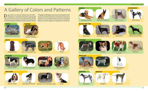 Dog Decoder: How to Identify Any Dog, Any Time