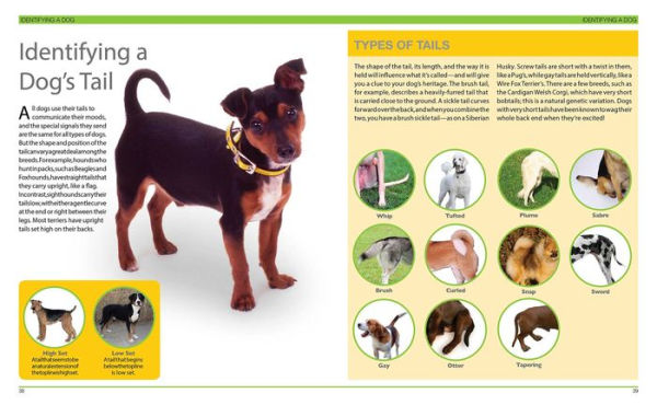 Dog Decoder: How to Identify Any Dog, Any Time