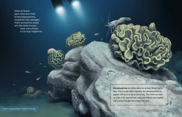 Deep, Deep Down: The Secret Underwater Poetry of the Mariana Trench