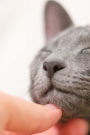 Russian Blue Cat Pet Me Journal: Take Notes, Write Down Memories in this 150 Page Lined Journal