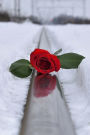 Red Rose in the Snow - A Life in Winter Journal: 150 page lined notebook/diary