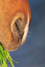 Horse Nutrition Notebook