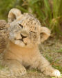 The Incredibly Cute Little Lion Cub Dot Grid Bullet Journal: 150 page notebook 8 X 10 inches