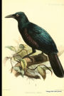 Vintage Bird Print Journal: Curl-crested Manucode, 6
