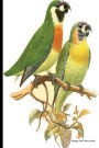 Vintage Bird Print Journal: Orange-breasted Fig-Parrot, 6