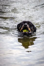 Rottweiler Caught the Ball, Swimming Back Journal: Take Notes, Write Down Memories in this 150 Page Lined Journal