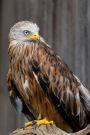 Stunning Red Kite Raptor Journal: Take Notes, Write Down Memories in this 150 Page Lined Journal