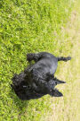Black Scottish Terrier Walking on the Grass journal: Take Notes, Write Down Memories in this 150 Page Lined Journal