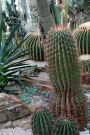 Beautiful Southwest Cactus Garden Journal: Take Notes, Write Down Memories in this 150 Page Lined Journal