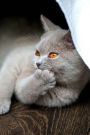 British Shorthair Cat Pondering the Things That Make You Say