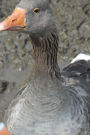 Greylag Goose About to Attack Journal: Take Notes, Write Down Memories in this 150 Page Lined Journal