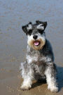 Happy Little Miniature Schnauzer Dog at the Beach Journal: Take Notes, Write Down Memories in this 150 Page Lined Journa