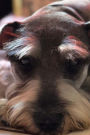 Schnauzer Dog Taking a Break Journal: Take Notes, Write Down Memories in this 150 Page Lined Journa