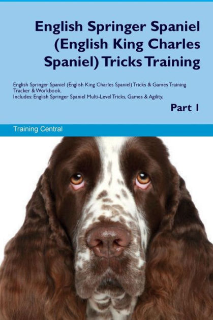 training english springer spaniel