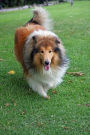 Rough Collie Running in the Grass Journal: Take Notes, Write Down Memories in this 150 Page Lined Journa