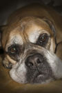 The Loving Eyes of a Bullmastiff Journal: Take Notes, Write Down Memories in this 150 Page Lined Journa