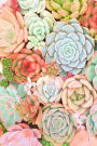 Desert Blossoms: 6x9 in dot grid 150 pages/ 75 sheets