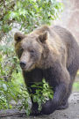 Brown Bear Out for a Walk Journal: 150 page lined notebook/diary