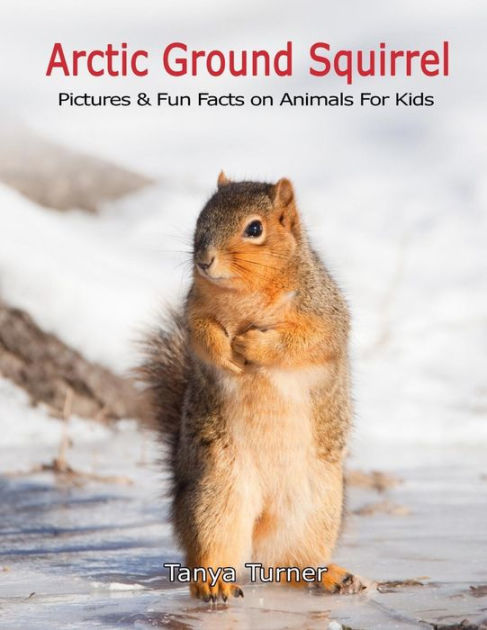 arctic ground squirrel diet