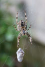 European Garden Spider (Araneus Diadematus) Journal: 150 page lined notebook/diary