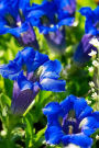 Blue Blooms Notebook