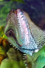 Portrait of a Chinese Water Dragon Journal: 150 page lined notebook/diary