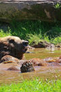 Brown Bear Taking a Bath in a Pond Journal: Take Notes, Write Down Memories in this 150 Page Lined Journal