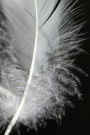 Fluffy White Feather Journal: Take Notes, Write Down Memories in this 150 Page Lined Journal