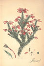 Journal: Vintage Flowering Cactus - Antique Illustration Journal, Diary, Notebook 120 Blank Lined 6x9 College Ruled Pages