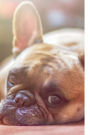 French Bulldog Journal: Notebook / Diary: 150 Lined Pages For Fenchie Dog Lover
