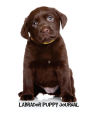 Labrador Puppy Journal: 8 x 10 inch dog notebook, Labrador Retriever, Chocolate Lab, college ruled lined composition book, 150 pages