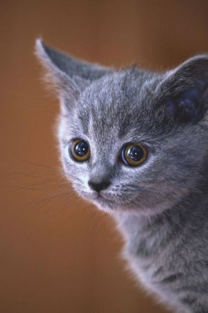 Portrait Of A British Shorthair Blue Cat As A Kitten Journal 150