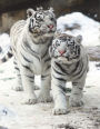 Nature Journal: White Bengal Tigers: Blank and Lined Nature Notebook for Nature Journaling and Sketching