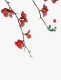 Flowering Red Quince Gone Wild Notebook: Wide ruled page 7.44x9.69 66 sheet 132 page book for flower lovers, teenage girl or woman?s diary, men?s journal, college, high school, elementary school notetaking